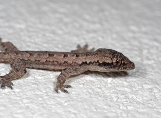 Macro Photo of Mediterranean House Gecko on White Floor