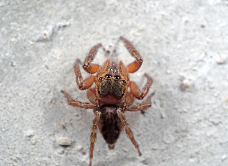 Macro Photo of Jumping Spider Isolated on White Wall