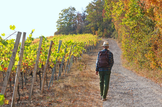 man hiking through vineyards in autumn