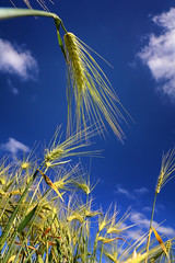 Feld aus der Froschperspektive