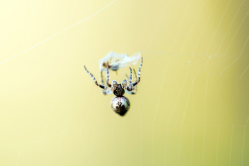 Garden cross spider (Araneus diadematus) on web