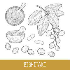 Bibhitaki. Terminalia bellirica. Plant. Leaf, branch, fruit, berry. Powder, mortar, tablet. Set. Sketch. Monochrome.