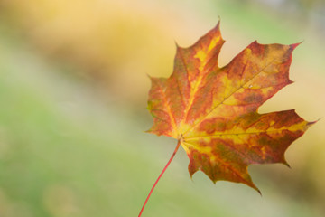 Yellow - red leaf