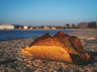 Autumn maple leaf in the foreground lies on the waterfront, in the background - the river and the city