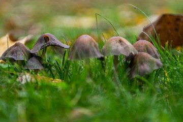 Obraz na płótnie Canvas Mushroom in the grass