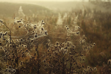 beautiful dry grass in spideweb and morning dew at sunrise