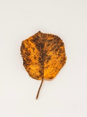 Single autumn leaf isolated on white background.