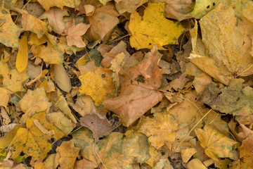 autumn in the park