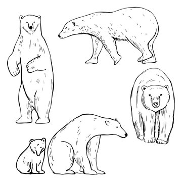 Hand drawn polar bear. Vector sketch  illustration.