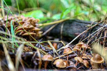 Mushroom group