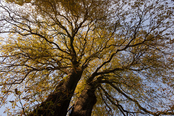 Fototapeta premium View of a old secular tree while losing his leaves in autumn