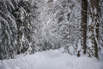Forest in snow. Winter road in forest. Nature winter background