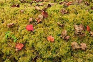 苔と落ち葉