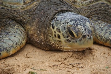 closeup of a turtle