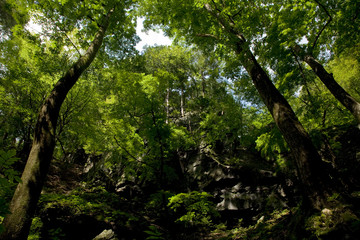 森と岩