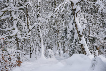 Winter nature landscape. Winter forest in snow. Nature winter background