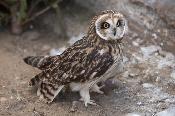 owl in the zoo