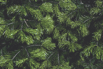 Fir tree branches. Christmas wallpaper concept
