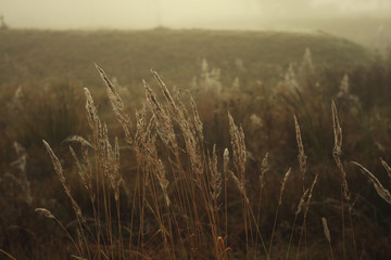 beautiful dry grass in spideweb and morning dew at sunrise