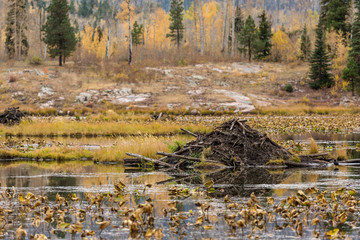 Wetland area Colorado in autumn beaver dam © Mitch