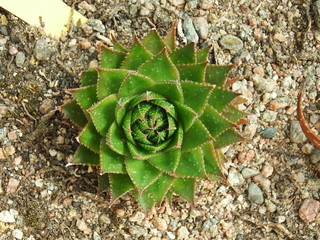 Top view on succulent