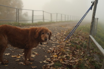 red old dog on foggy road