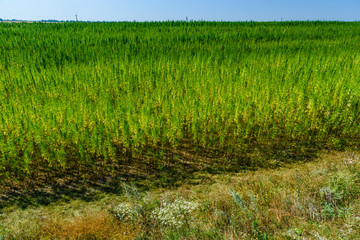 Field of the medical cannabis plant on summer