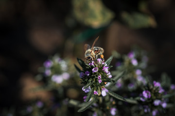 Bee eating from a Thyme plant