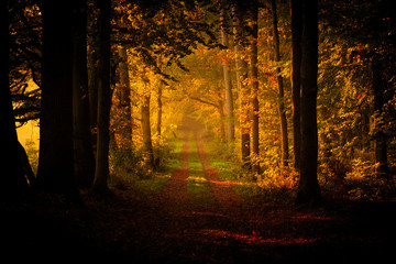 Herbstwald in Deutschland