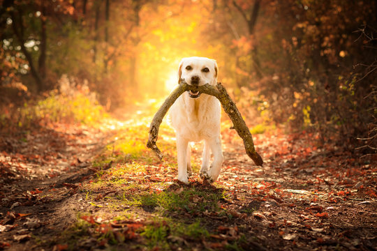 Labrador im Wald mit Stock