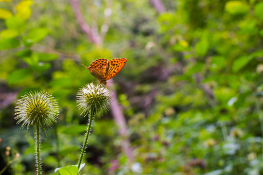 orange butterfly in the forest on a plant
