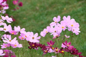 コスモス