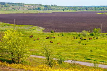 Fototapeta premium The cow herd grazing near arable land in the sunny summer day