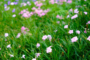 Obraz na płótnie Canvas Beautiful pink flower blur background with copy space,selected focus