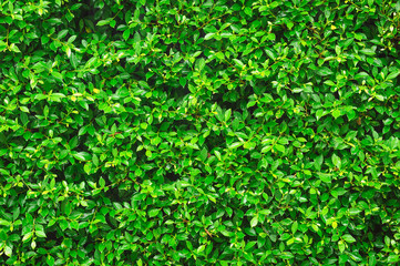 Fototapeta na wymiar Green Leaves background.