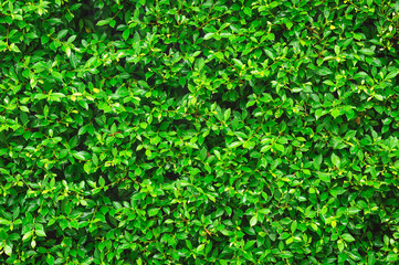 Green Leaves background.