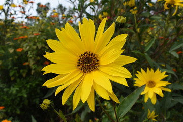 Yellow flower