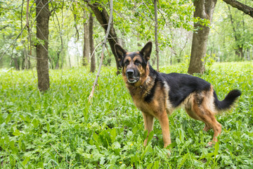 Dog German Shepherd in a forest in a summer