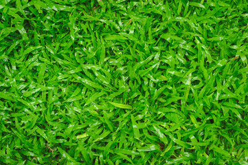 Rain drops on the lawn, green lawn, backyard for background, Grass texture.
