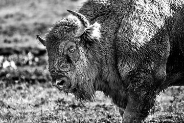 eye contact avec un bison - 228461520