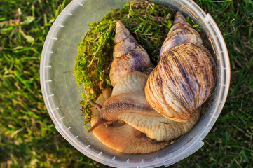 Two big snails sitting in a plastic container with moss