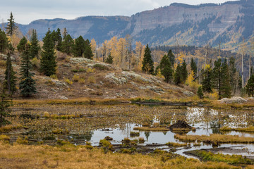Wetland area Colorado in autumn beaver dam © Mitch