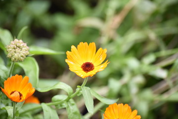calendula