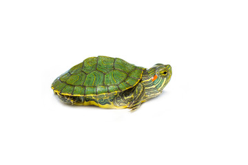 red-eared turtle on white background