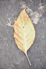 yellow-bronze autumn leaf
