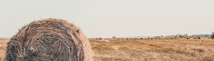Hay roll on a meadow on a warm summer or autumn day, blue sky. Beautiful landscape. Agricultural field. Hay bale in field.