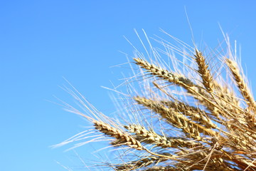 Obraz premium wheat ears and sky