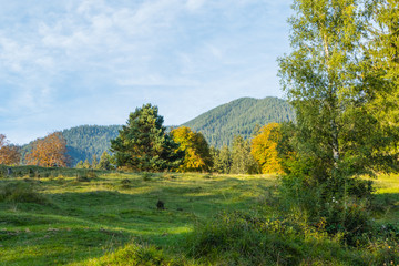 Alpenwiese im Herbst