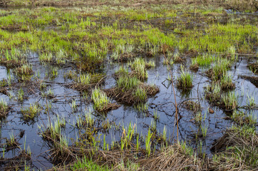 swamp in the forest with green bumps in early spring