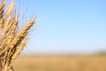 Fototapeta premium wheat ears and sky
